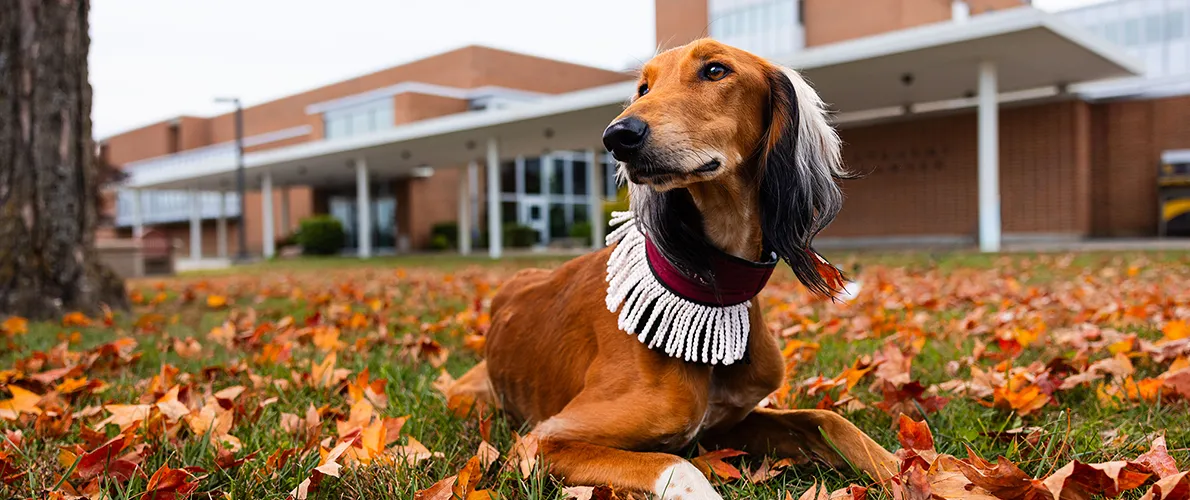 Saluki Dog sitting in the lawn in front of the Student Center