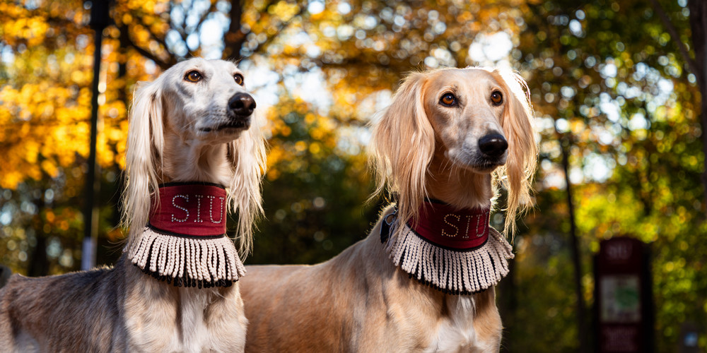 A pair of SIU Saluki dogs